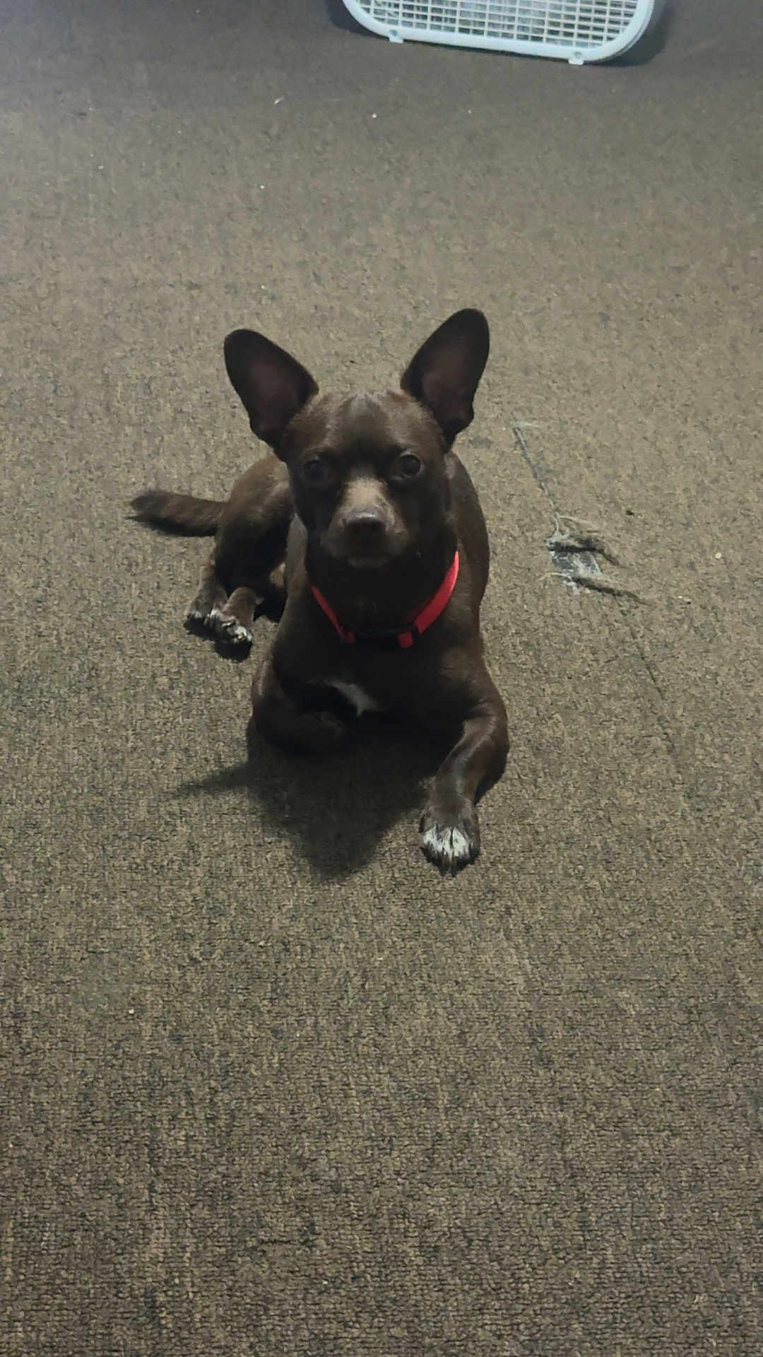 Rico
