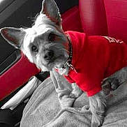 Tino participe au concours pour gagner de l'argent avec cette photo :