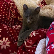 Smoky a rejoint le concours — aidez-le/la à gagner de superbes lots ! burmese, carnivoran, cat, cat_like_mammal, chartreux, devon_rex, german_rex, kitten, korat, russian_blue, small_to_medium_sized_cats, whiskers