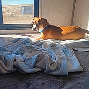 Woksapa joined the competition — help win amazing prizes! dog, brown, collar, bed, blanket, window, sunlight, indoor, animal, pet, resting, cozy, fur, looking, side_view, quiet, rural, landscape, peaceful, comfortable