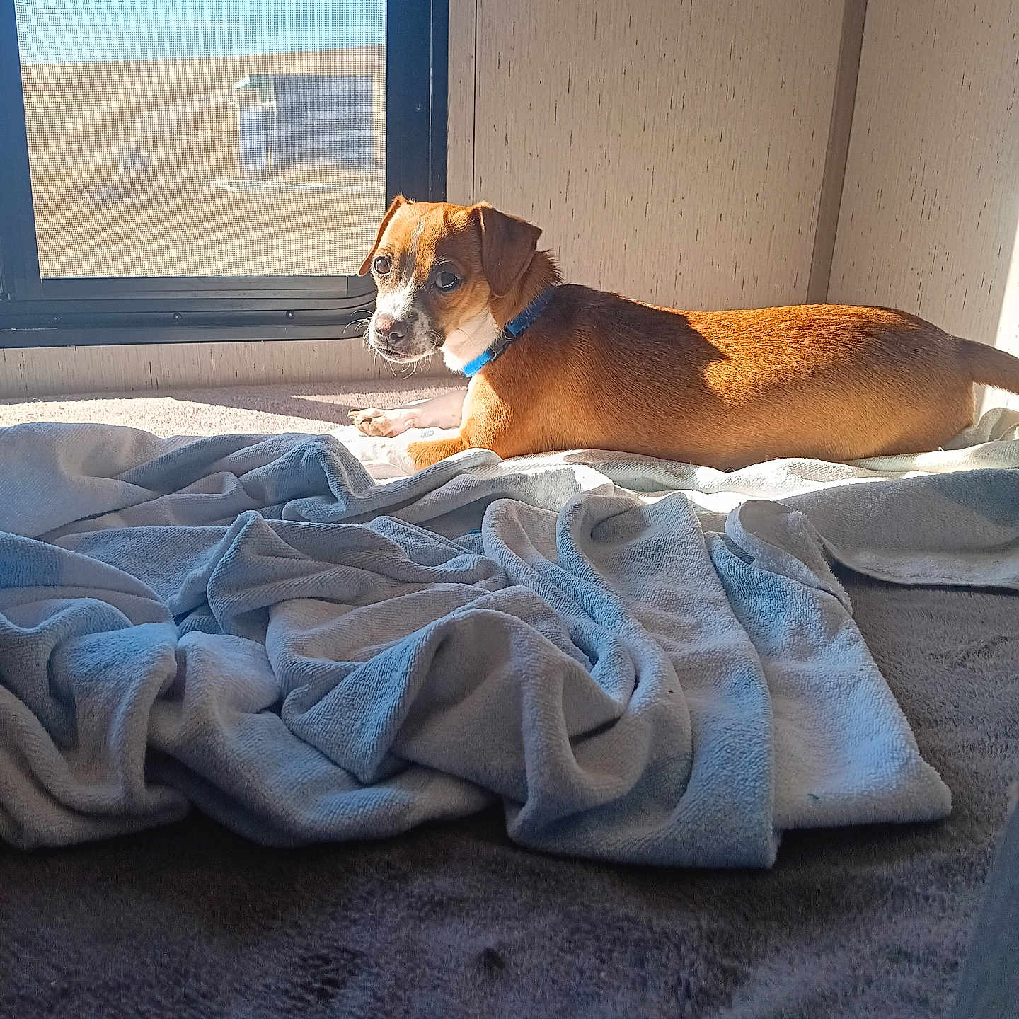 Woksapa joined the competition — help win amazing prizes! animal, bed, blanket, brown, collar, comfortable, cozy, dog, fur, indoor, landscape, looking, peaceful, pet, quiet, resting, rural, side_view, sunlight, window