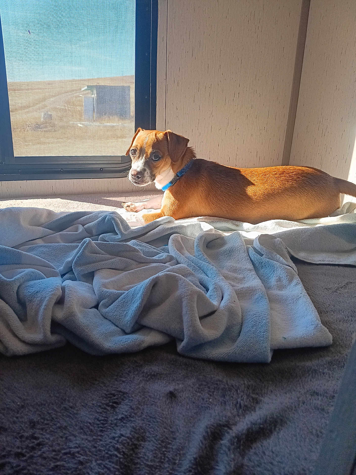 Woksapa joined the competition — help win amazing prizes! dog, brown, collar, bed, blanket, window, sunlight, indoor, animal, pet, resting, cozy, fur, looking, side_view, quiet, rural, landscape, peaceful, comfortable