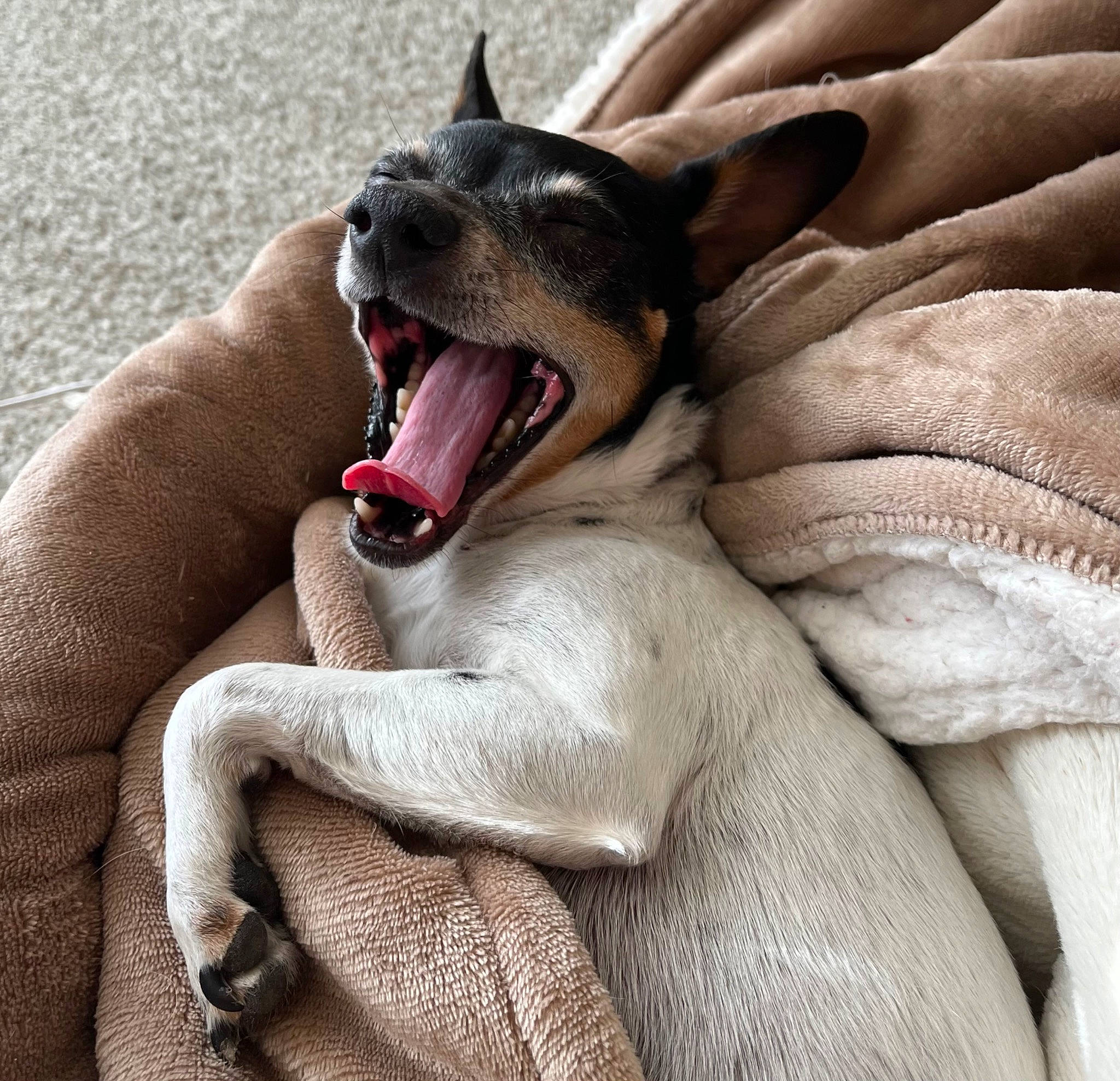 Pepper is registered to the contest to win money with this photo: carmine, carnivore, claw, comfort, companion_dog, dog, dog_breed, fang, fawn, felidae, gesture, jaw, paw, small_to_medium_sized_cats, snout, terrestrial_animal, whiskers, working_animal, wrinkle, yawn