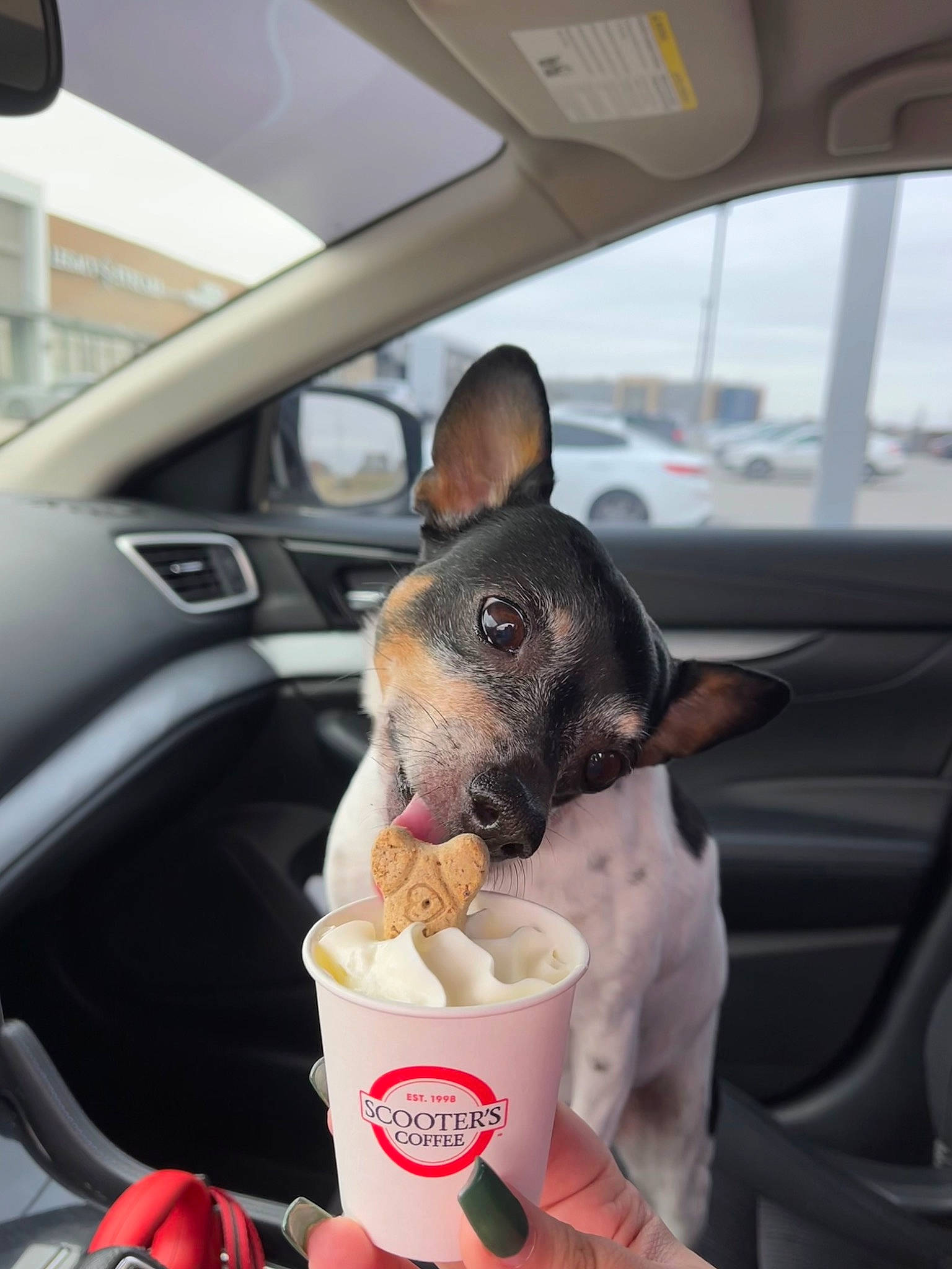 Pepper is registered to the contest to win money with this photo: automotive_design, automotive_exterior, automotive_mirror, canidae, car, carnivore, companion_dog, dog, dog_breed, fawn, food, ice_cream, ingredient, motor_vehicle, personal_luxury_car, snout, steering_wheel, vehicle, vehicle_door, windshield
