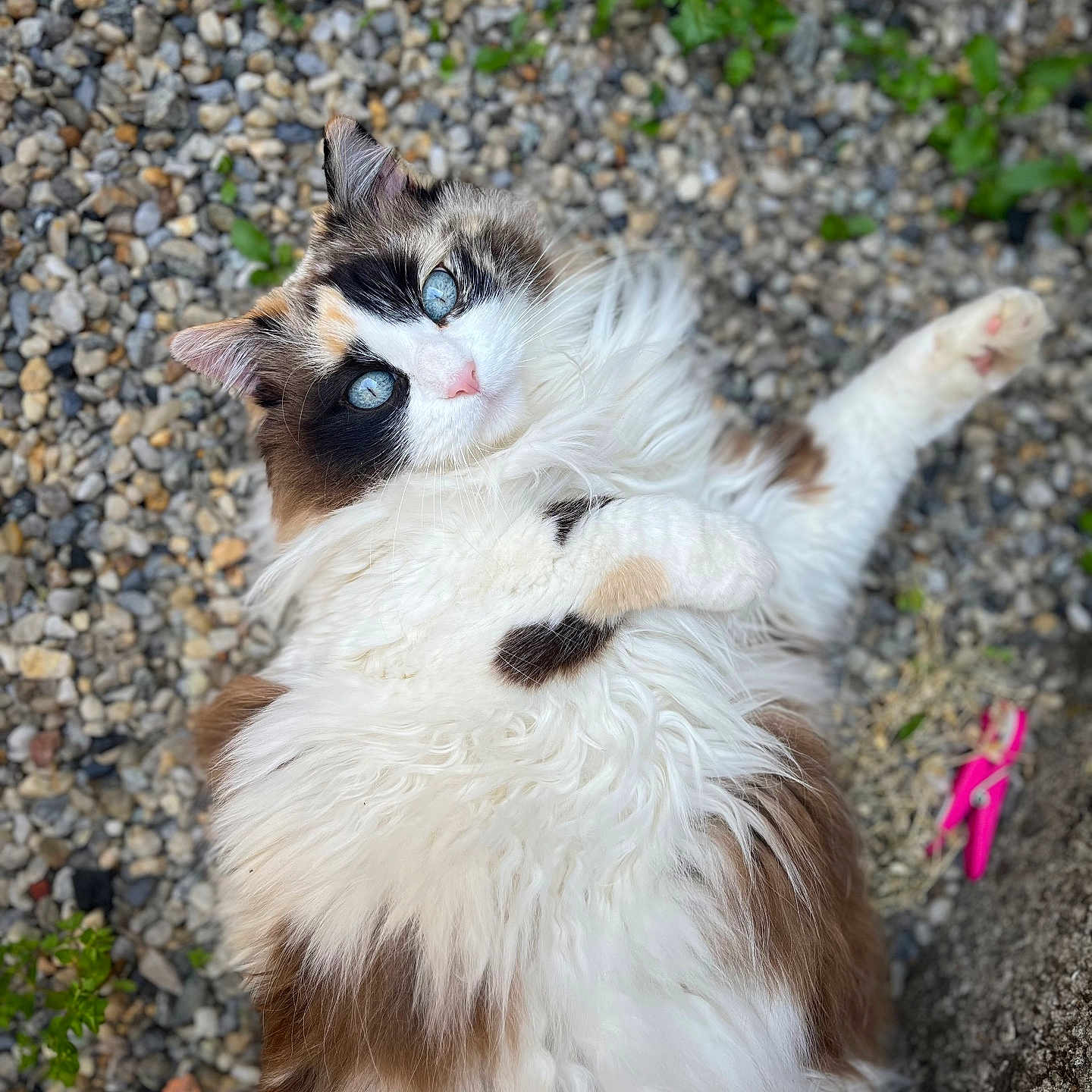 Mallow participe au concours pour gagner de l'argent avec cette photo : accessories, animal, cat, child, face, female, girl, grass, gravel, head, kitten, manx, pebble, person, pet, plant, road, rock, soil, strap