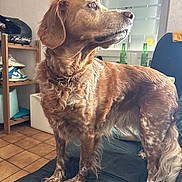 Speed participe au concours pour gagner de l'argent avec cette photo : bottles, collar, couch, curious, dog, domestic_animal, fur, golden_brown, helmet, home, indoor, light, looking_away, mammal, pet, shelf, shoes, standing, tile_floor, window
