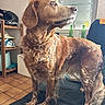 bottles, collar, couch, curious, dog, domestic_animal, fur, golden_brown, helmet, home, indoor, light, looking_away, mammal, pet, shelf, shoes, standing, tile_floor, window