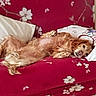Speed a rejoint le concours — aidez-le/la à gagner de superbes lots ! animal, canine, comfort, couch, cute, dog, domestic, floral_pattern, fur, golden_retriever, home, indoor, laying_on_back, lying_down, pet, pillow, red_couch, relaxed, resting, tile_floor