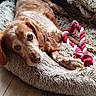 Speed participe au concours pour gagner de l'argent avec cette photo : animal, bed, brown, canine, companion, cozy, cute, dog, domestic, fluffy, fur, indoor, looking_up, pet, relaxed, resting, rope_toy, toy, white, wooden_floor