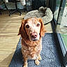 animal, companion, cozy, curly_fur, dog, dog_bed, floor_mat, furniture, glass_door, golden_brown, home, indoor, natural_light, office_chair, pet, reflection, rug, sitting, waiting, wooden_floor