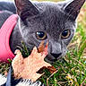 animal, autumn, cat, close_up, curious, cute, fall, feline, focus, grass, gray_cat, harness, leaf, mammal, nature, outdoor, pet, pink_harness, sniffing, whiskers