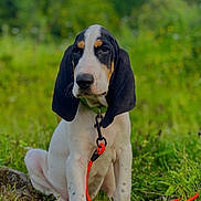 Athène a rejoint le concours — aidez-le/la à gagner de superbes lots ! adorable, animal, canine, closeup, collar, cute, dog, field, floppy_ears, grass, greenery, leash, nature, outdoor, pet, playful, puppy, sitting, summer, young