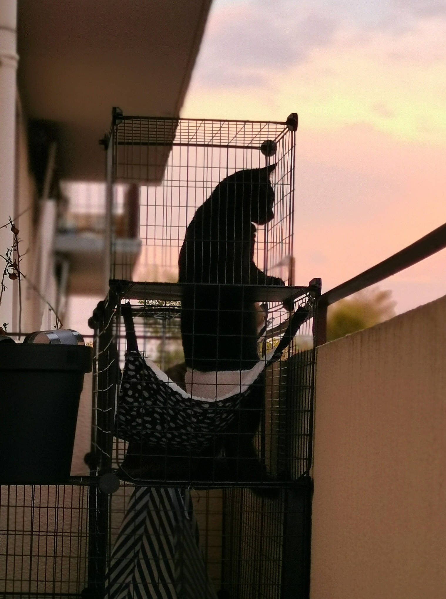 Saturne a rejoint le concours — aidez-le/la à gagner de superbes lots ! art, cage, city, cloud, darkness, handrail, metal, music, musical_instrument, musician, pet_supply, plucked_string_instruments, shadow, sky, steel, string_instrument, tints_and_shades, wire, wood