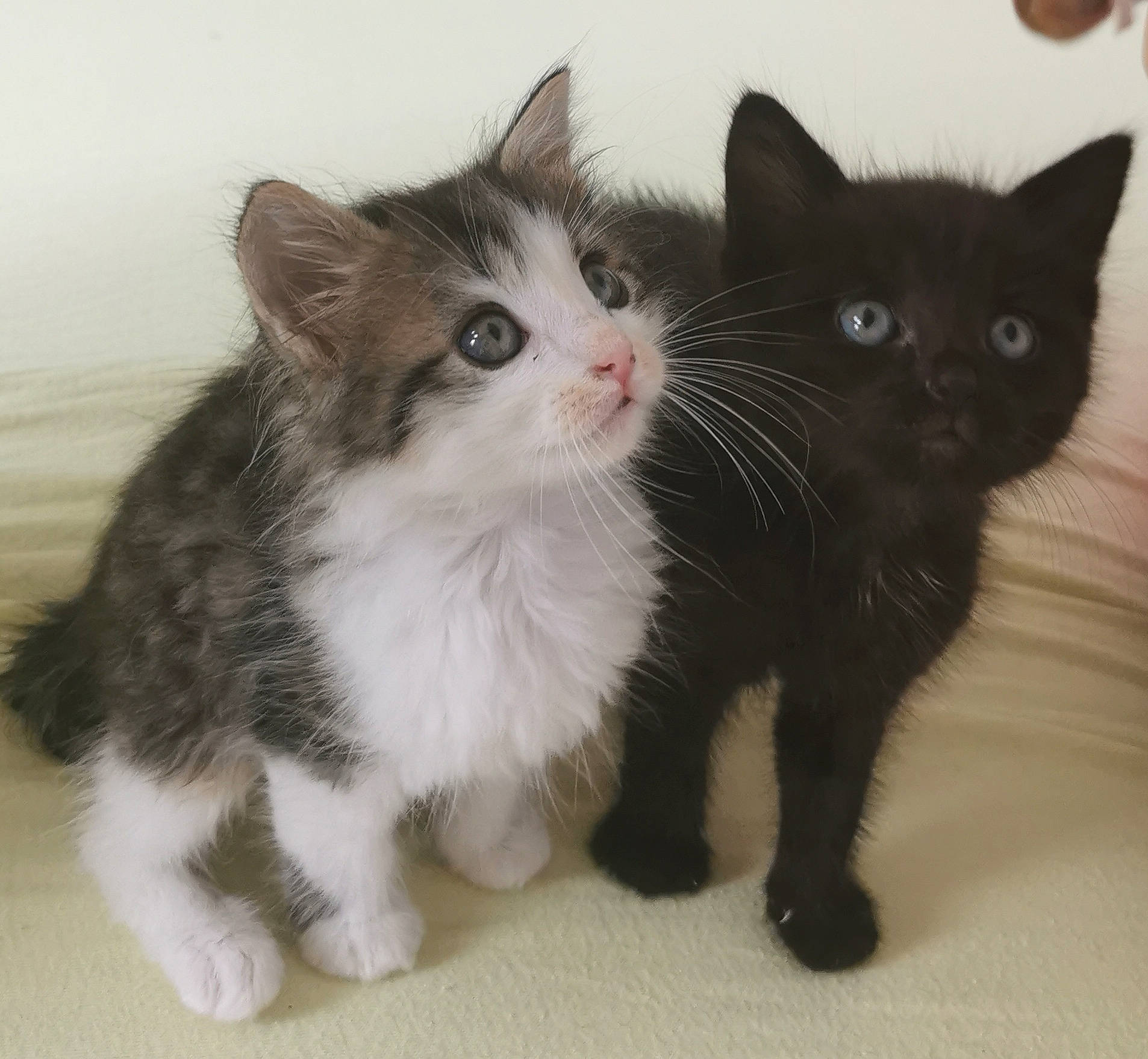 Saturne a rejoint le concours — aidez-le/la à gagner de superbes lots ! carnivore, cat, claw, domestic_short_haired_cat, door_mat, felidae, fur, paw, small_to_medium_sized_cats, snout, tail, whiskers, window