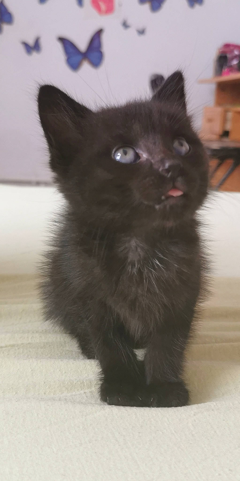 Saturne participe au concours pour gagner de l'argent avec cette photo : black_cat, bombay, carnivore, cat, claw, domestic_short_haired_cat, felidae, flooring, fur, iris, paw, shelf, small_to_medium_sized_cats, snout, tail, terrestrial_animal, whiskers, window