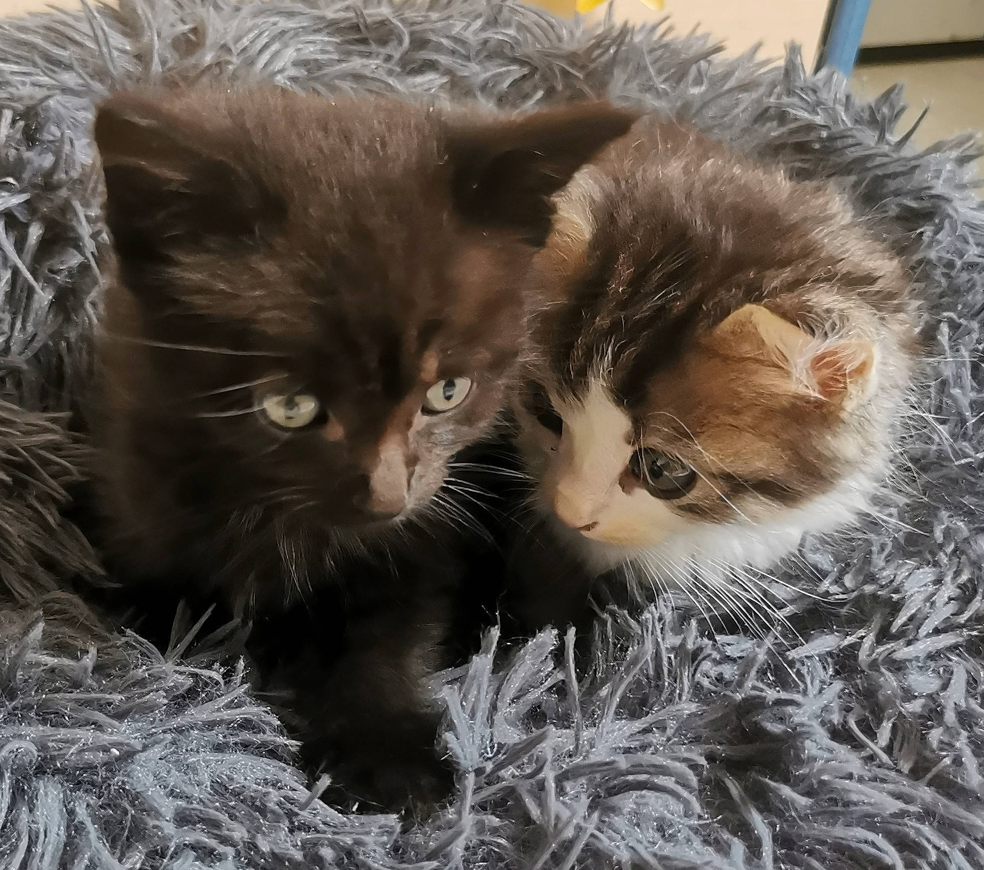 Saturne a rejoint le concours — aidez-le/la à gagner de superbes lots ! carnivore, cat, claw, domestic_short_haired_cat, fawn, felidae, fur, grass, mammal, plant, small_to_medium_sized_cats, snout, tail, vertebrate, whiskers, window