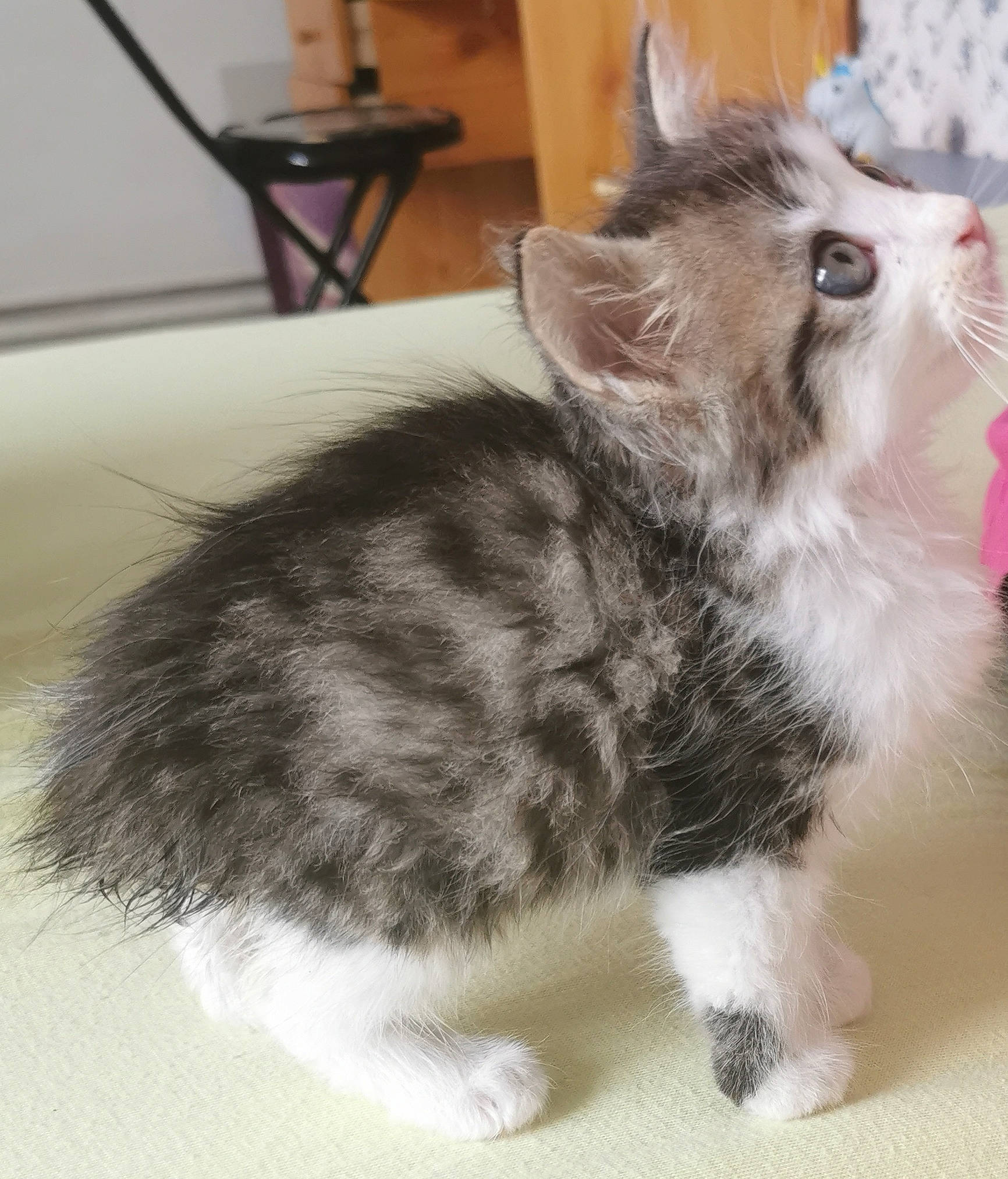 Sumo participe au concours pour gagner de l'argent avec cette photo : carnivore, cat, cat_toy, claw, comfort, domestic_short_haired_cat, fawn, felidae, fur, paw, small_to_medium_sized_cats, snout, tail, whiskers