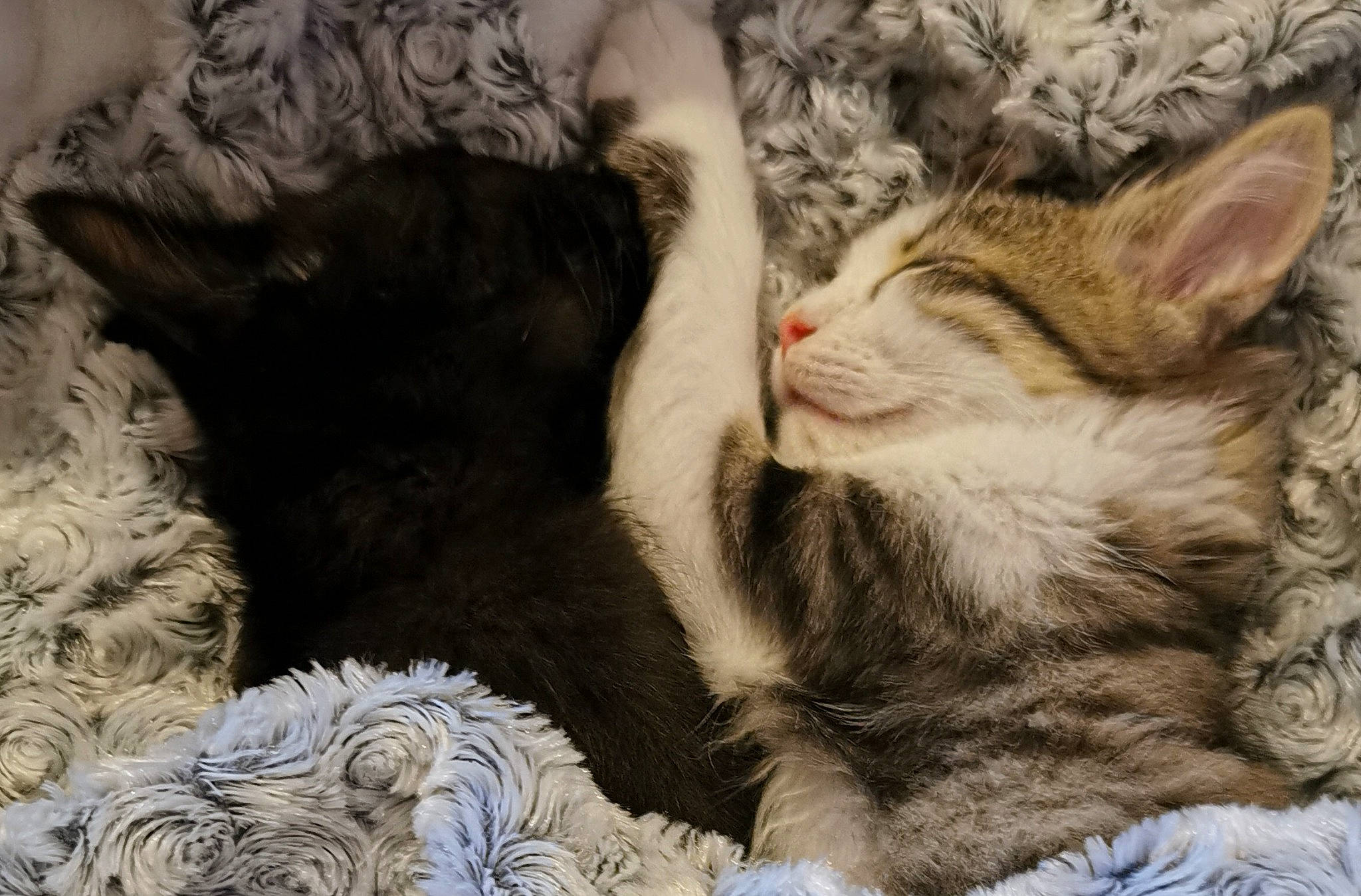 Sumo a rejoint le concours — aidez-le/la à gagner de superbes lots ! carnivore, cat, claw, comfort, domestic_short_haired_cat, fawn, felidae, fur, gesture, linens, nap, paw, plant, small_to_medium_sized_cats, snout, tail, tree, vertebrate, whiskers, wildlife