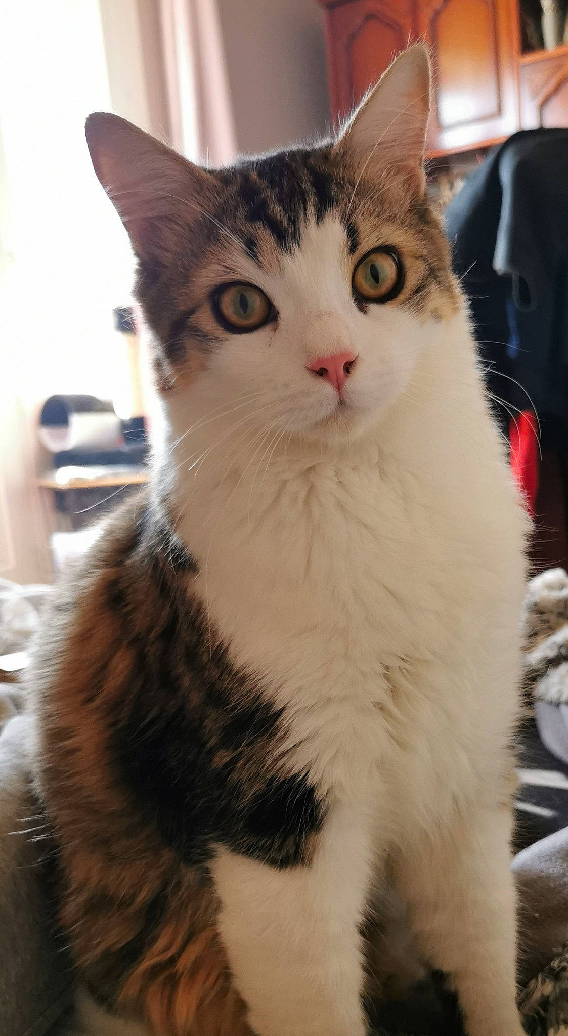 Sumo a rejoint le concours — aidez-le/la à gagner de superbes lots ! carnivore, cat, claw, domestic_short_haired_cat, eye, eyebrow, felidae, fur, head, paw, sitting, small_to_medium_sized_cats, snout, tail, tree, whiskers, window