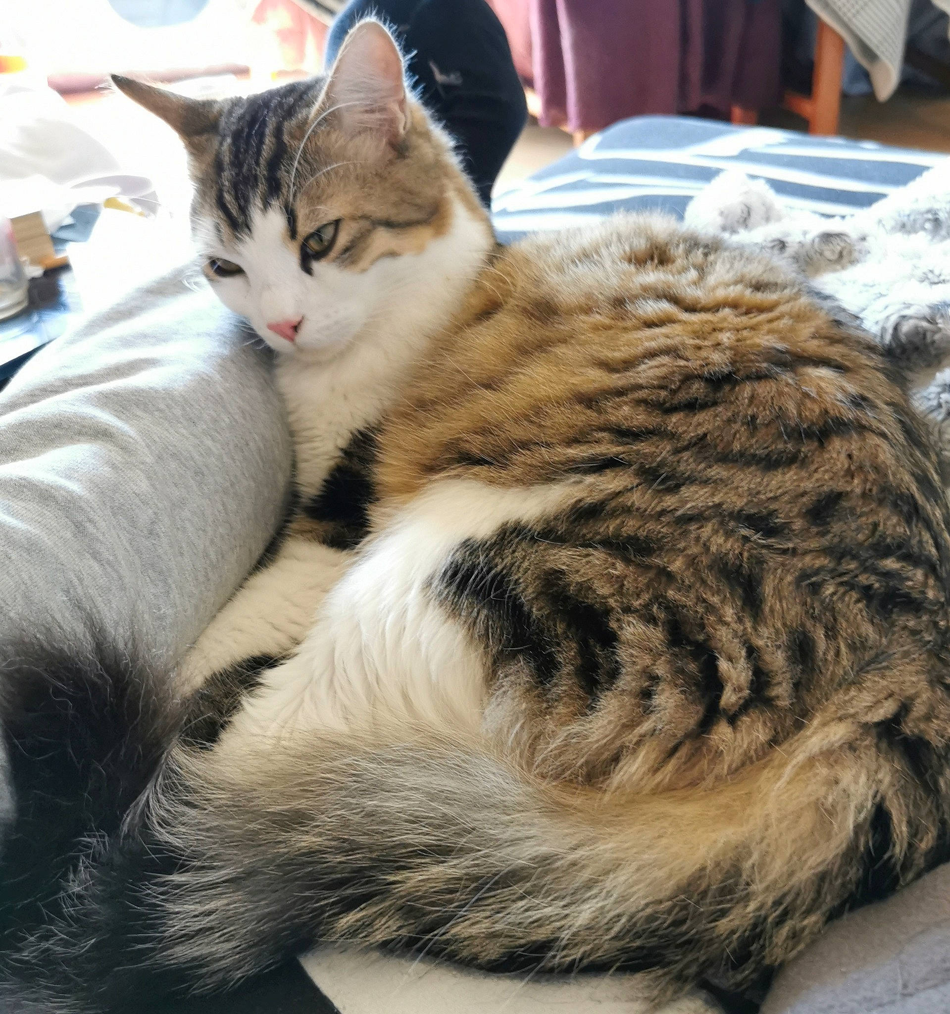 Sumo a rejoint le concours — aidez-le/la à gagner de superbes lots ! carnivore, cat, claw, comfort, domestic_short_haired_cat, felidae, fur, nap, paw, sitting, sleep, small_to_medium_sized_cats, snout, tail, terrestrial_animal, tree, whiskers, wildlife