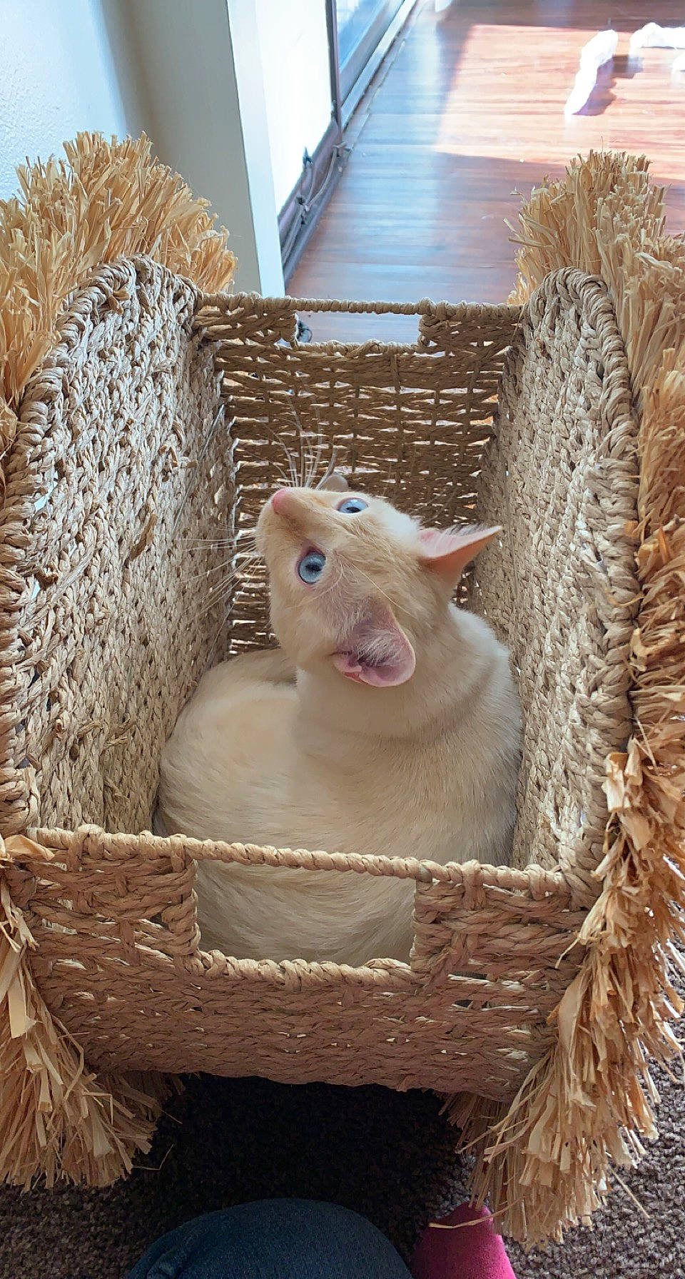 Chicken is registered to the contest to win money with this photo: animal_shelter, basket, fawn, fur, grass, hay, home_accessories, household_supply, livestock, mesh, sheep, storage_basket, straw, terrestrial_animal, thread, wicker, wood, wool, working_animal