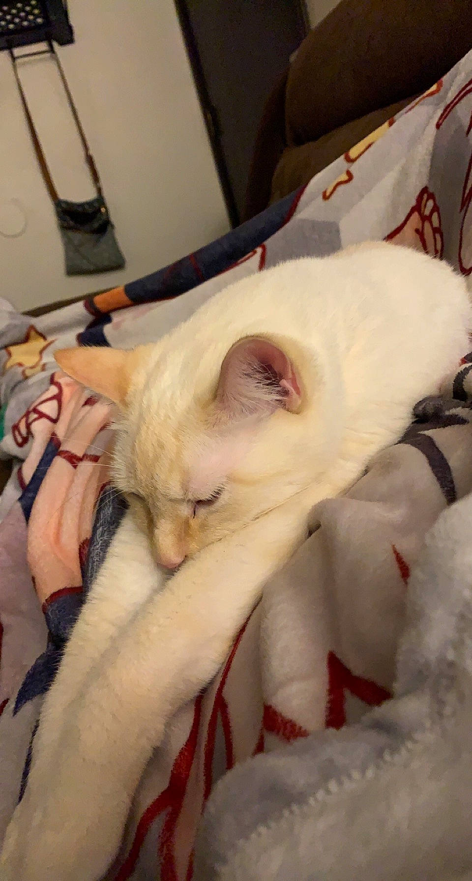 Chicken is registered to the contest to win money with this photo: carnivore, cat, claw, comfort, domestic_short_haired_cat, duvet, fawn, felidae, fur, linens, nap, small_to_medium_sized_cats, whiskers