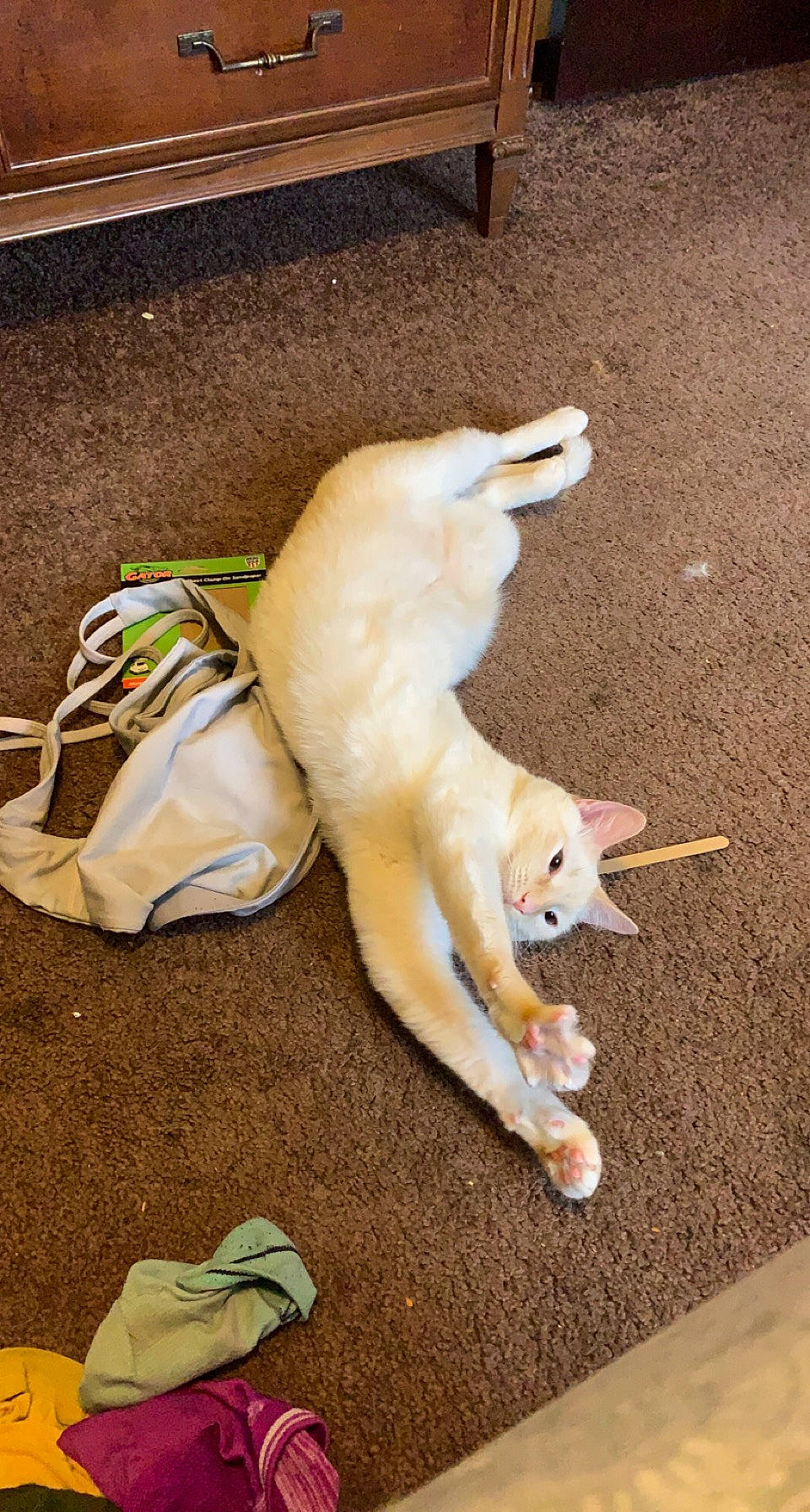 Chicken joined the competition — help win amazing prizes! canidae, carnivore, collar, companion_dog, dog, dog_breed, dog_supply, fawn, fur, human_leg, non_sporting_group, paw, sporting_group, tail, terrestrial_animal, whiskers, working_animal