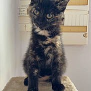 Seiya participe au concours pour gagner de l'argent avec cette photo : cat, kitten, tortoiseshell, pet, animal, fluffy, fur, sitting, portrait, front_view, looking_at_camera, bright_eyes, pointed_ears, cat_tree, scratching_post, indoor, home, wall, electrical_panel, heart_emoji