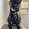 cat, kitten, tortoiseshell, pet, animal, fluffy, fur, sitting, portrait, front_view, looking_at_camera, bright_eyes, pointed_ears, cat_tree, scratching_post, indoor, home, wall, electrical_panel, heart_emoji