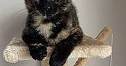 Seiya a rejoint le concours — aidez-le/la à gagner de superbes lots ! cat, tortoiseshell_cat, kitten, pet, feline, animal, portrait, sitting, cat_tree, scratching_post, indoors, home, fur, black_fur, brown_fur, white_chest, ears, eyes, pom_pom_toy, heart_emoji