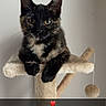 cat, tortoiseshell_cat, kitten, pet, feline, animal, portrait, sitting, cat_tree, scratching_post, indoors, home, fur, black_fur, brown_fur, white_chest, ears, eyes, pom_pom_toy, heart_emoji