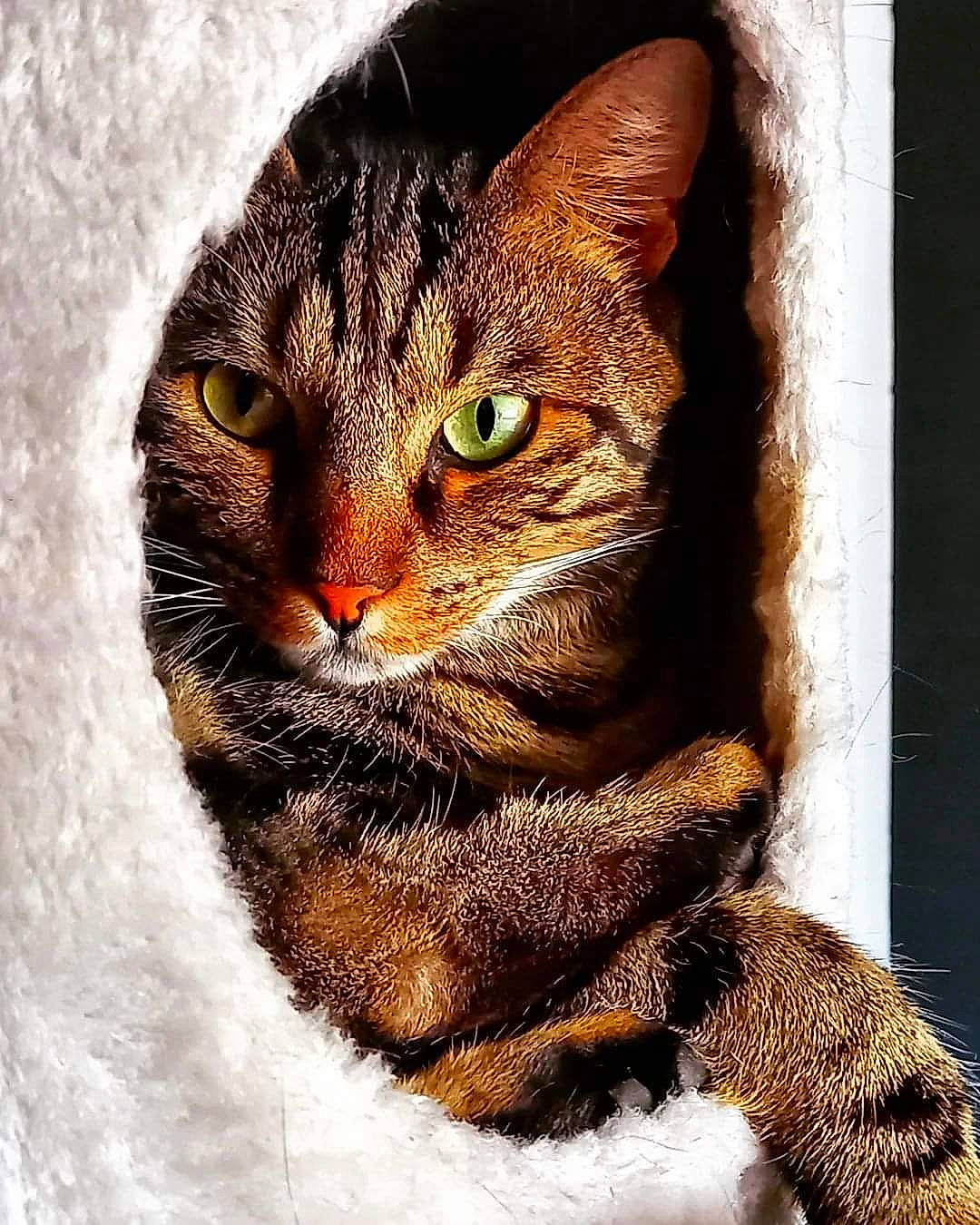 Lucien participe au concours pour gagner de l'argent avec cette photo : art, carnivore, cat, claw, domestic_short_haired_cat, door, fawn, felidae, fur, paw, small_to_medium_sized_cats, snout, tail, terrestrial_animal, whiskers, wildlife, window