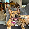 dog, smiling, ears, collar, tattoo, couch, living_room, wooden_horse, window, pillow, furniture, pet, domestic_animal, relaxed, happy, animal_portrait, indoor, brown_dog, canine, pet_accessory