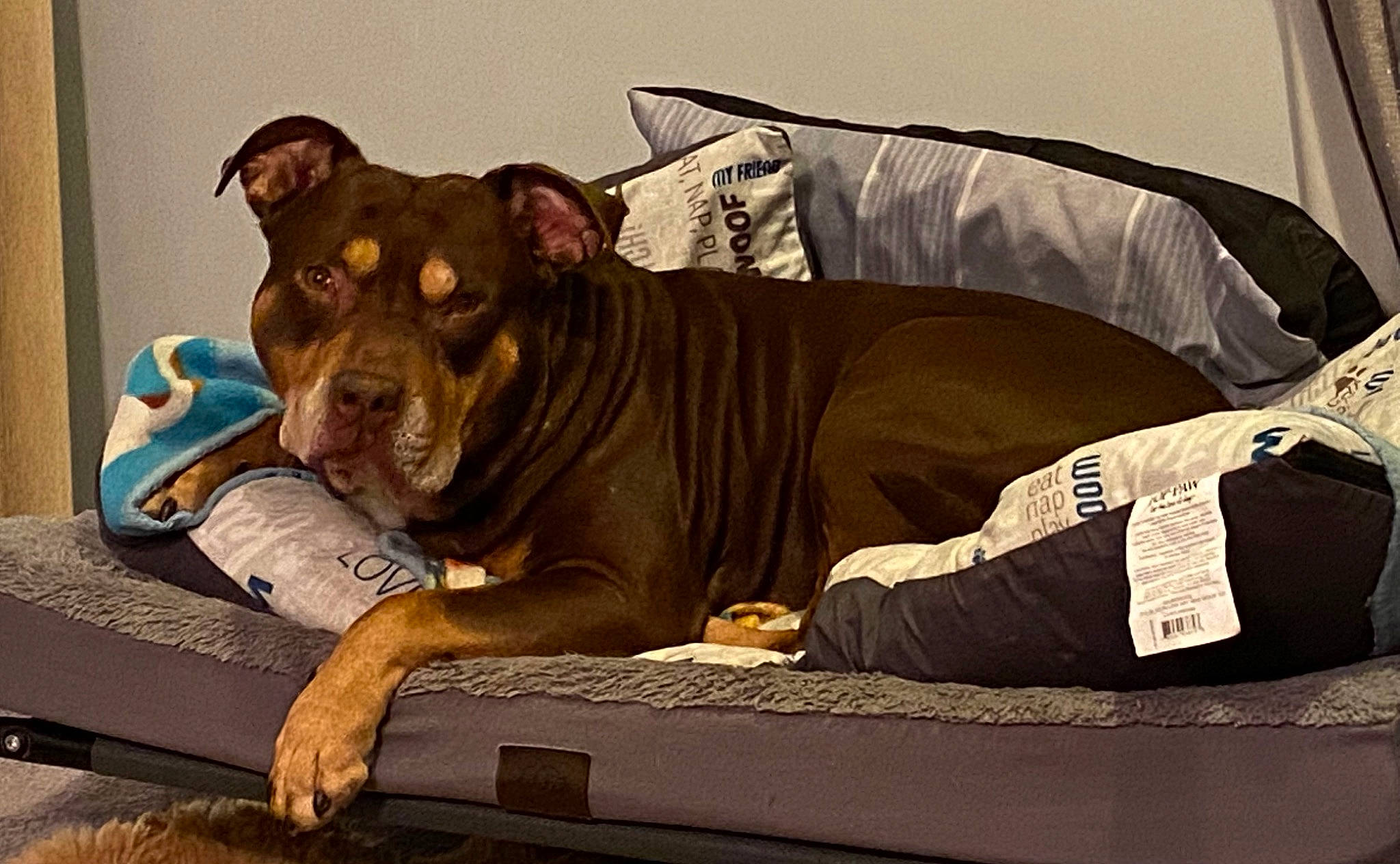 Ace is registered to the contest to win money with this photo: bed, canidae, carnivore, comfort, companion_dog, dog, dog_breed, dog_supply, fawn, fur, liver, non_sporting_group, paw, sleeve, snout, sporting_group, terrestrial_animal, whiskers, wood, working_animal