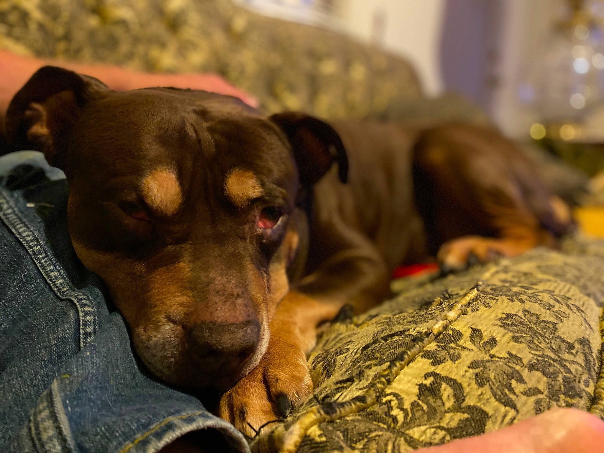 Ace joined the competition — help win amazing prizes! bed, canidae, carnivore, comfort, companion_dog, dog, dog_breed, dog_supply, ear, fur, guard_dog, hunting_dog, liver, sporting_group, toy_dog, whiskers, working_animal, working_dog