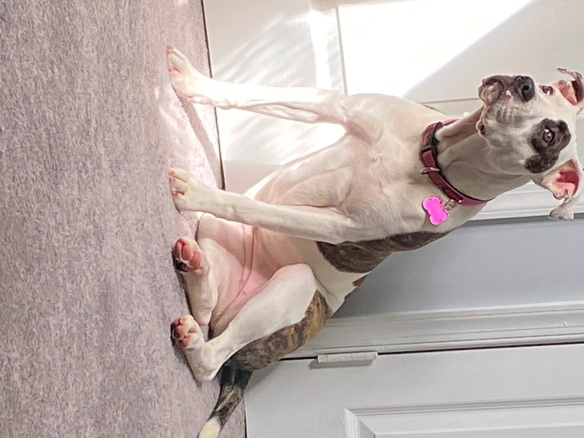 Tinkerbell joined the competition — help win amazing prizes! carnivore, collar, comfort, companion_dog, couch, dog, dog_breed, dog_collar, dress, eyewear, fawn, glasses, human_leg, knee, leg, pet_supply, pink, sunglasses, thigh, white
