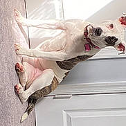 Tinkerbell joined the competition — help win amazing prizes! carmine, carnivore, collar, comfort, companion_dog, dog, dog_breed, dog_collar, dog_supply, eyewear, fawn, foot, grey, human_leg, linens, pet_supply, pink, stairs, wood, working_animal