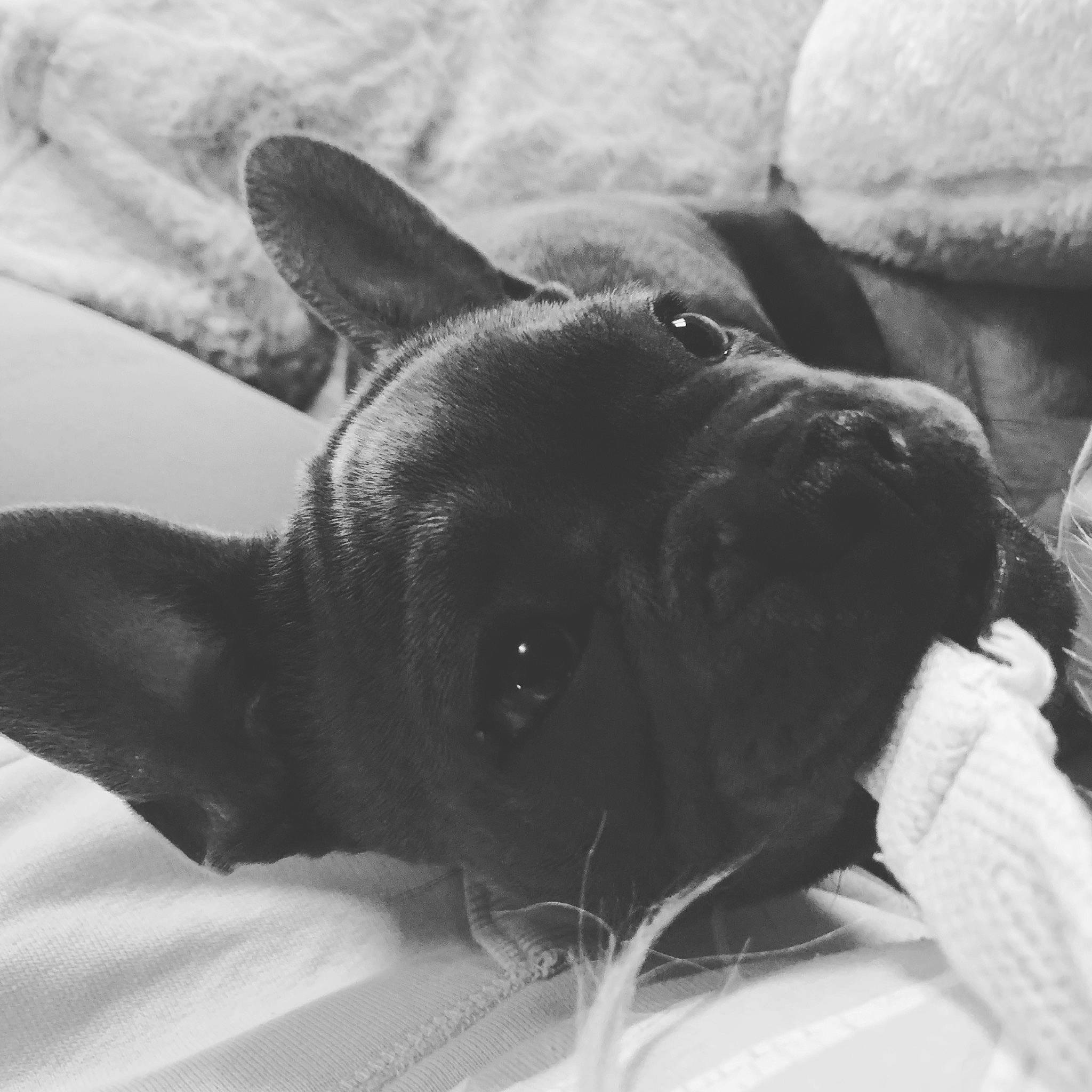 Mist joined the competition — help win amazing prizes! carnivore, comfort, companion_dog, dog, dog_breed, ear, eye, fawn, grey, mammal, monochrome, monochrome_photography, snout, sporting_group, terrestrial_animal, toy_dog, vertebrate, whiskers, working_animal, wrinkle