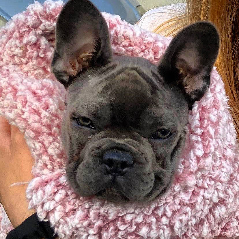 Mist joined the competition — help win amazing prizes! bulldog, canidae, carnivore, collar, comfort, companion_dog, dog, dog_breed, ear, eye, fawn, french_bulldog, nose, pink, snout, sporting_group, toy_dog, whiskers, working_animal, wrinkle