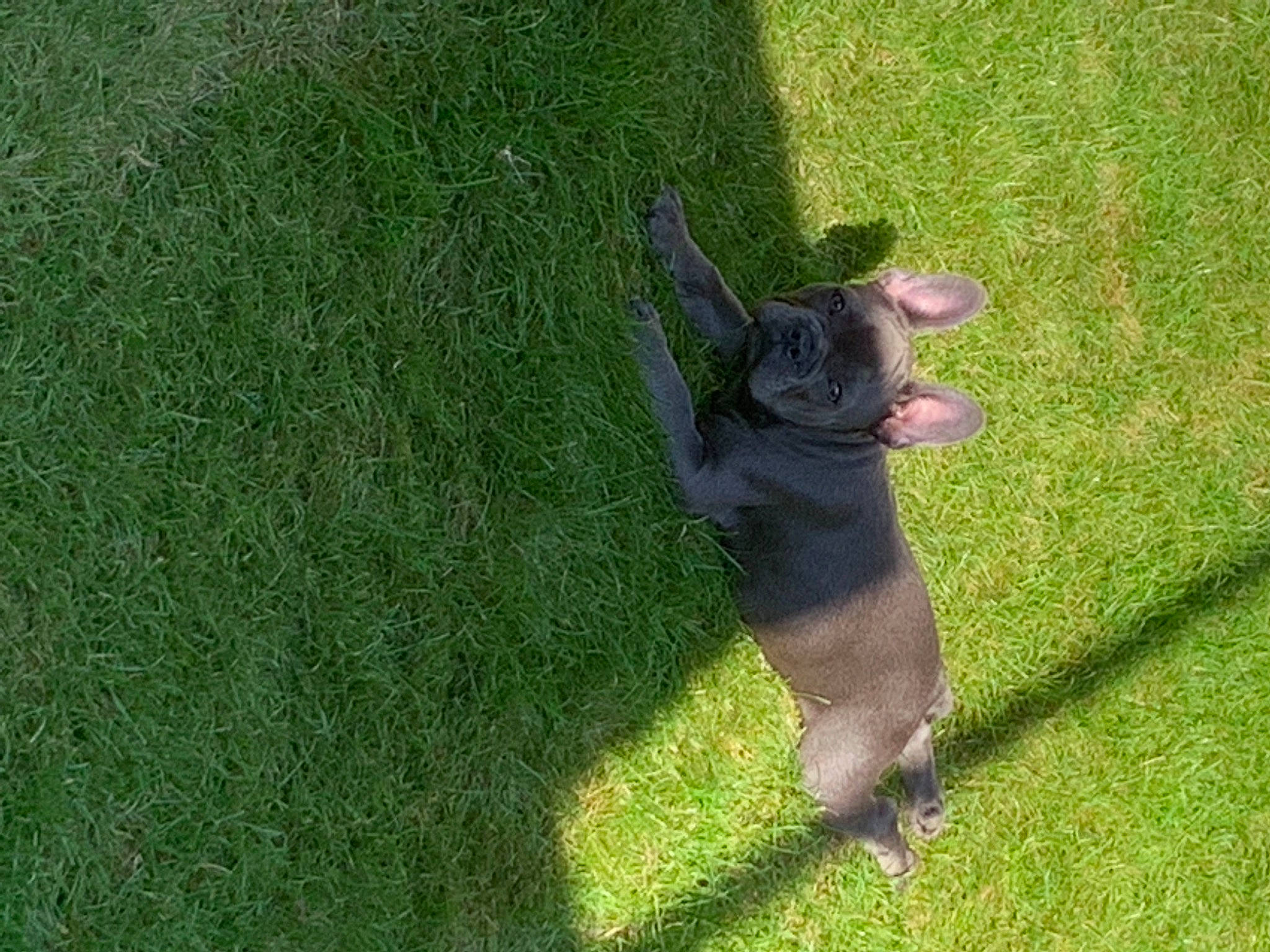 Mist is registered to the contest to win money with this photo: artificial_turf, canidae, carnivore, companion_dog, dog, dog_breed, grass, grass_family, grassland, groundcover, guard_dog, lawn, pasture, people_in_nature, plant, shadow, shrub, sporting_group, tail, tree