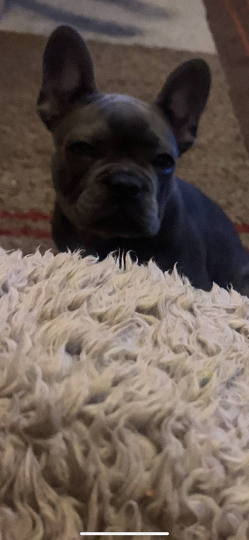 Mist is registered to the contest to win money with this photo: bulldog, canidae, carnivore, companion_dog, dog, dog_breed, fawn, fiber, fur, grass, molosser, non_sporting_group, sporting_group, terrestrial_animal, toy_dog, whiskers, wool, woolen, working_animal, wrinkle