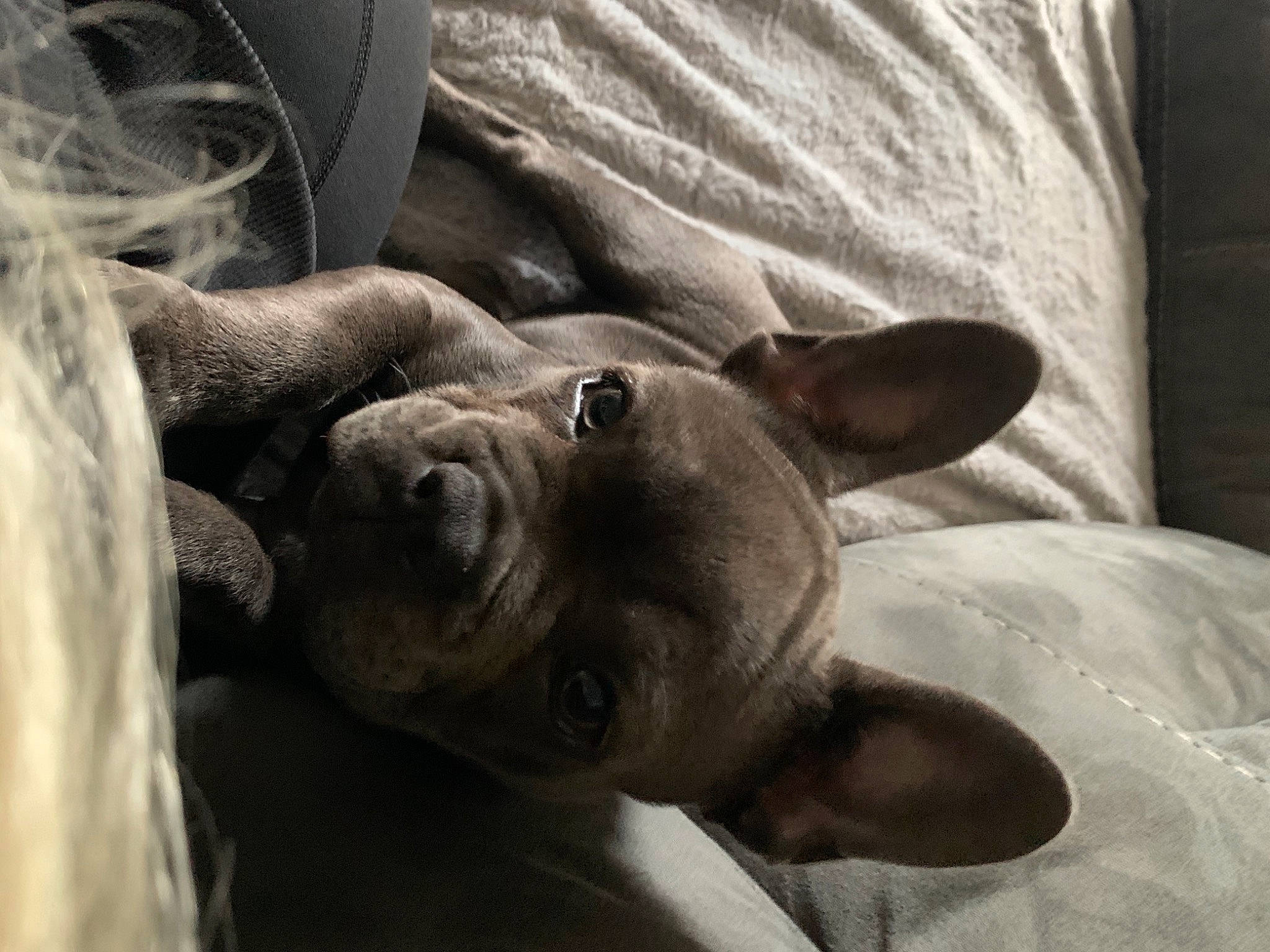 Mist joined the competition — help win amazing prizes! canidae, carnivore, comfort, companion_dog, dog, dog_breed, ear, fawn, foot, fur, grey, head, linens, snout, sporting_group, terrestrial_animal, toy_dog, whiskers, working_animal, wrinkle