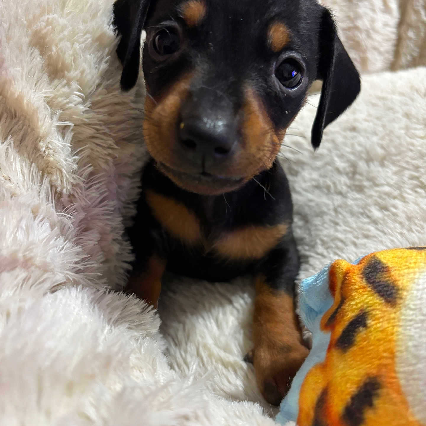 Cookie joined the competition — help win amazing prizes! animal, beagle, blanket, boxer, bulldog, canine, chihuahua, cockerspaniel, couch, dog, furniture, hound, labradorretriever, pet, pointer, puppy, snout, terrier