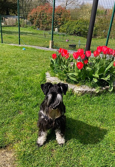 Scott Jr a rejoint le concours — aidez-le/la à gagner de superbes lots ! carnivore, companion_dog, dog, dog_breed, fawn, fence, flower, grass, grassland, groundcover, lawn, plant, schnauzer, shrub, standard_schnauzer, tail, terrier, toy_dog, tree, working_animal