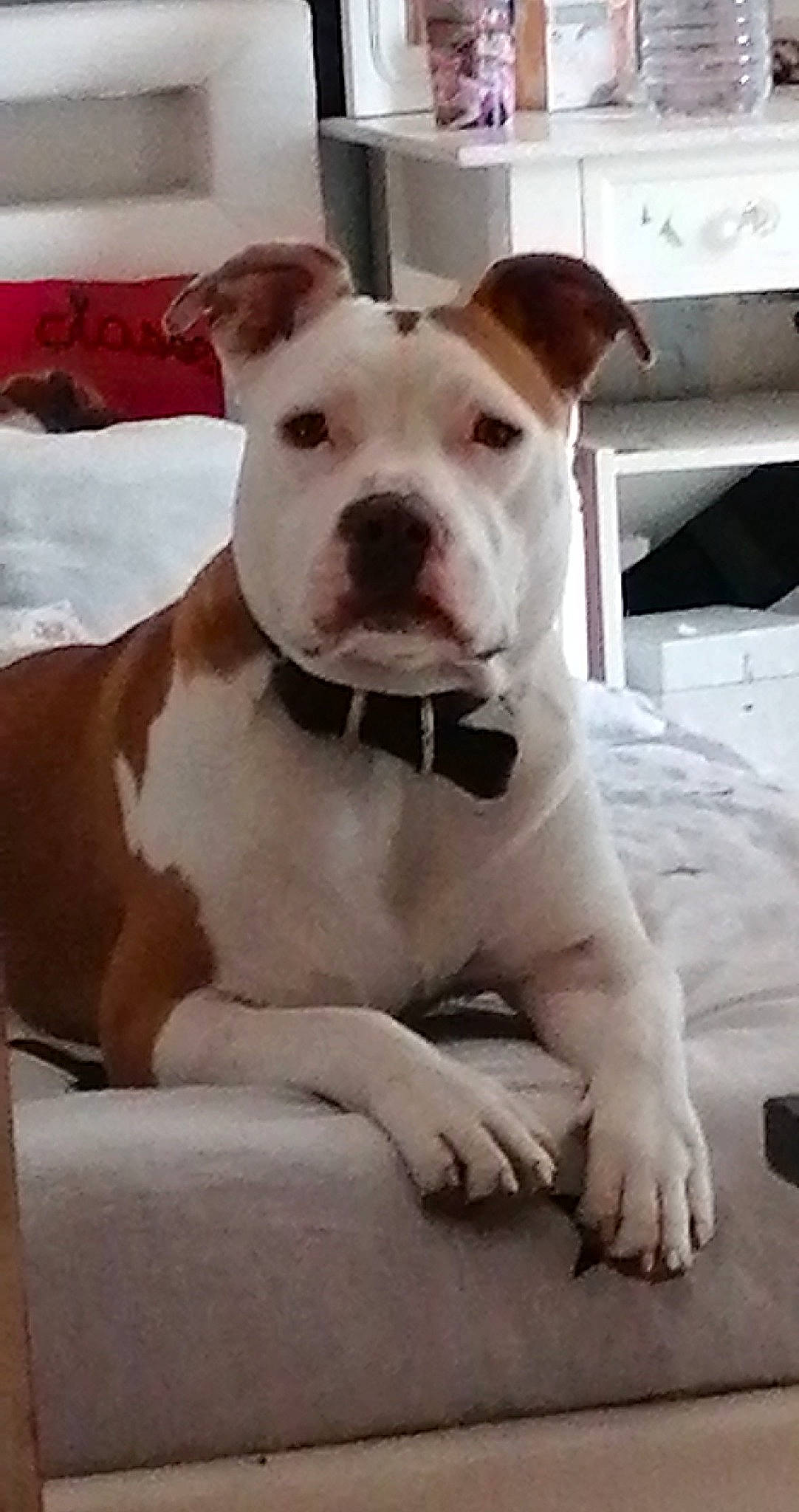 Atina a rejoint le concours — aidez-le/la à gagner de superbes lots ! ancient_dog_breeds, art, canidae, carnivore, collar, companion_dog, dog, dog_breed, dog_collar, fawn, non_sporting_group, old_english_terrier, puppy, snout, sporting_group, terrestrial_animal, whiskers, working_animal, working_dog