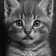Fripouille participe au concours pour gagner de l'argent avec cette photo : kitten, cat, close_up, water_droplets, black_and_white, fur, whiskers, animal, pet, cute, portrait, young, eyes, face, mammal, adorable, soft, texture, curious, head