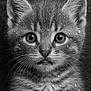 kitten, cat, close_up, water_droplets, black_and_white, fur, whiskers, animal, pet, cute, portrait, young, eyes, face, mammal, adorable, soft, texture, curious, head