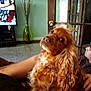 brown_couch, carpet, casual, curious, curly_fur, dog, furniture, glass_door, golden_brown, home, human, indoor, living_room, person, relaxing, remote_control, sideways_glance, sports, television, vase