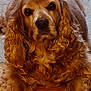 Lilo is registered to the contest to win money with this photo: animal, calm, closeup, companion, curly_fur, cute, dog, domestic_animal, ears, floor, friendly, fur, golden_retriever, indoor, looking_up, lying_down, paws, pet, portrait, wooden_floor