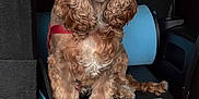 Lilo is registered to the contest to win money with this photo: animal, backseat, calm, canine, car_interior, companion, curious, curly_fur, dog, domestic_animal, fur, golden_brown, indoors, leash, pet, portrait, seat, sitting, travel, window